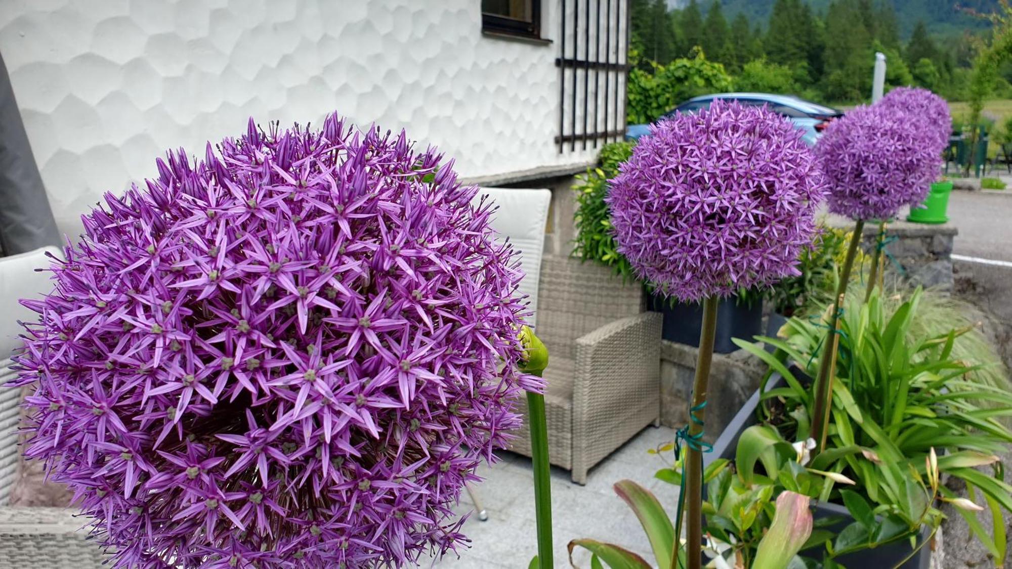 Haus Alpenblick Apartment โอเบอร์ทราวน์ ภายนอก รูปภาพ