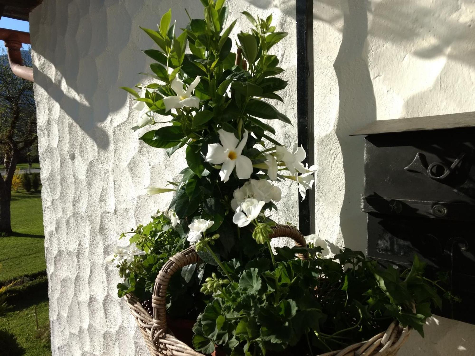 Haus Alpenblick Apartment โอเบอร์ทราวน์ ภายนอก รูปภาพ